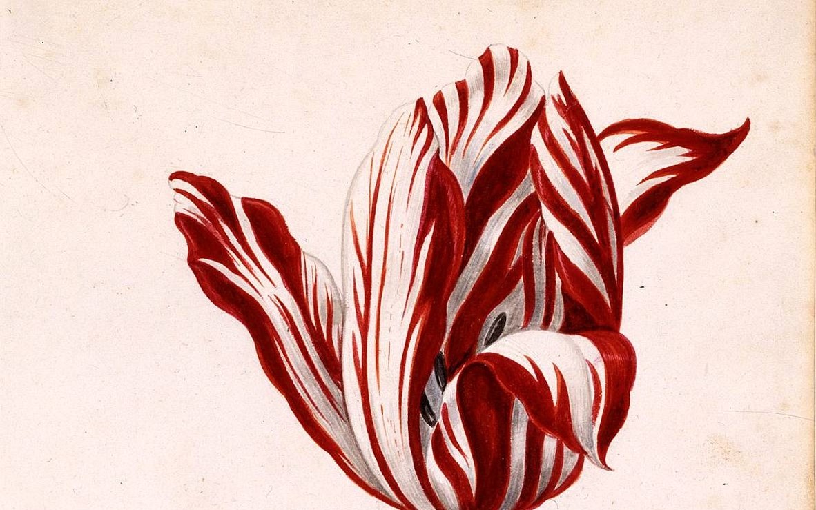 A 17th century watercolour of the Semper Augustus tulip, with red and white flamed petals